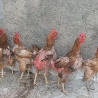 مرغ محلی گلپایگان