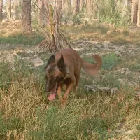 مفقود شدن دوتا سگ مالینیوز|سگ|سعدآباد, |دیوار