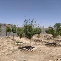 باغ 500متری داخل بافت معاوضه با آپارتمان و ماشین|فروش زمین و ملک کلنگی|مشهد, درزآب|دیوار