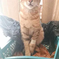 گربه گم شده|گربه|ارومیه, |دیوار