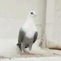 مخمل (سبزو سیاه و زرد)