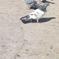 کبوتر پرشی|پرنده|زابل, |دیوار