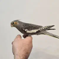 عروس هلندی|پرنده|کیاشهر, |دیوار