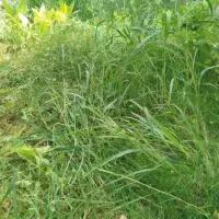 علف زنی . جوب بندی . هرس درختان ‌. سم پاشی .