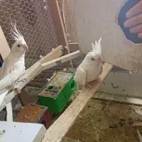 جفت عروس هلندی آلبینو مولد|پرنده|کوخرد هرنگ, |دیوار