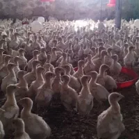 جوجه بقلمون بیوتی 20روزه