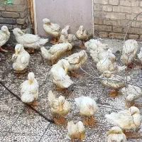 اردک ۷۰ روزه