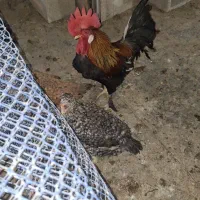 تخم مرغ محلی اصل نطفه دار|حیوانات مزرعه|رامهرمز, |دیوار