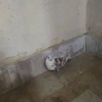 کبوتر نر|پرنده|محمدشهر, شهرک پیام (مهرالبرز)|دیوار