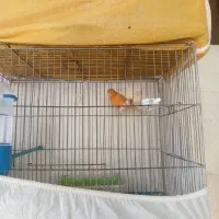 قناری|پرنده|فولادشهر, B7|دیوار