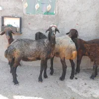 توغلی ماده دمازیغ