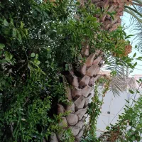 خانه|فروش خانه و ویلا|اهواز, دغاغله|دیوار