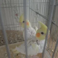 عروس هلندی|پرنده|اردبیل, |دیوار