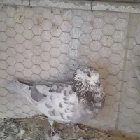 کبوترنرقلمکار کاشونی سو قدیمی بپروبازیکن|پرنده|شاهین‌شهر, حاجی آباد|دیوار