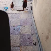 خروس عربی سرحال وبانشاط