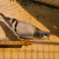 کبوتر بدرنگ  نر وماده|پرنده|اقبالیه, |دیوار