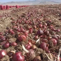 پیاز قرمز لوکس بنابی|خوردنی و آشامیدنی|کرمانشاه, |دیوار