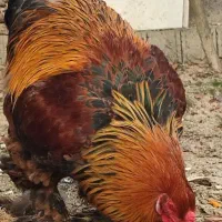 خروس برهما سلطان اصل