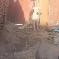 واگزاری|سگ|یزد, |دیوار