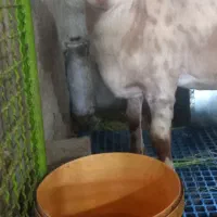 بره قوچ چندقلوزا