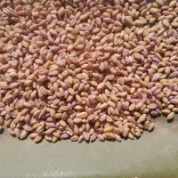 گندم کوهدشت