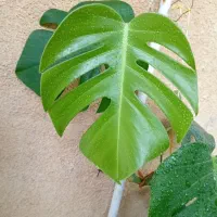 فروش تعدادی گل زیبا سرحال آپارتمانی