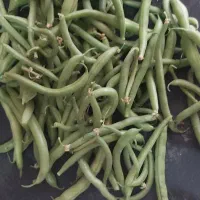 لوبیاسبز درجه یک