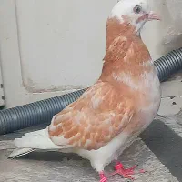 ۵تاا کفتر شازده مهر  دست و دم سفید .نر شازده زرد