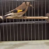 سهره دو رگ قواره بزرگ|پرنده|هشتگرد, شهرک افشاریه|دیوار