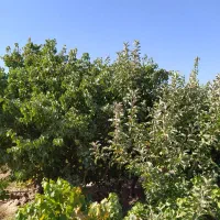 باغ با امکانات گاز برق استخر خانه باغ 30متری|فروش دفتر صنعتی، کشاورزی، تجاری|شاهرود, |دیوار