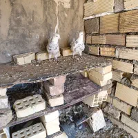 کبوتر طوقی معاوضه با گوشی