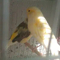 قناری موزائیکی بلند