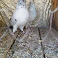 چند جفت کفتر پرشی واقعی خوب|پرنده|شاهین دژ, |دیوار