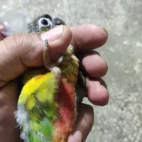 جوجه سرلاکی راهب وگرنچیک