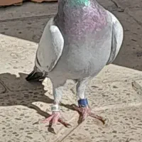 پلاکی نر عراق