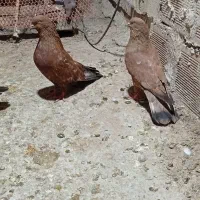 دوجفت کله ای برای فروش