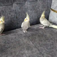 عروس هلندی|پرنده|پاکدشت, پاکدشت (مامازند)|دیوار