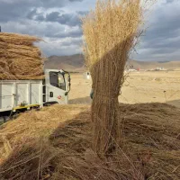 جارو محلی شهرداری تکی و عمده