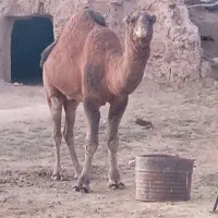 لوک فروشی|حیوانات مزرعه|جلگه ماژان, |دیوار