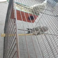 عروس هلندی