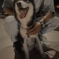 هاسکی|سگ|مبارکه, |دیوار