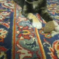 سرپرستی بچه گربه