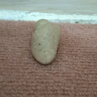 فسیل  حلزون|کلکسیون اشیاء عتیقه|بندر گناوه, |دیوار