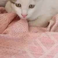 توله ها چهار ماه دوست داشتنی.واقعا