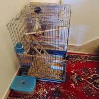 عروس هلندی جفت|پرنده|تهران, باغ خزانه|دیوار