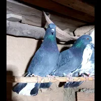 فروش کبوتر|پرنده|جوادآباد, |دیوار