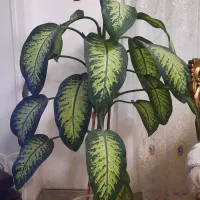 گل آپارتمانی دیفن باخیا