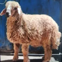 چهارراس بره نرجفتی ۴۵کیلو