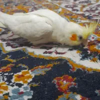 عروس هلندی نر لوتینو