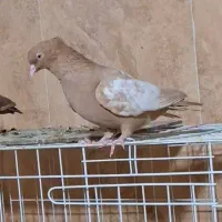 کبوتر.پرنده